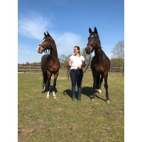 SR Paardencoaching & Re-integratie logo - Similar company to Mousa Consulting