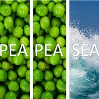 Pea Pea Sea logo - Similar company to Boudicca Consulting