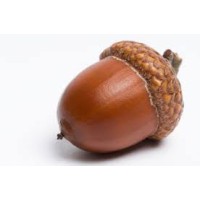 Codetree logo - Similar company to Codetree