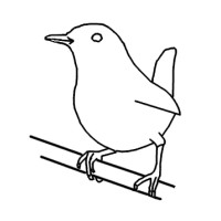 FieryWren