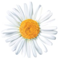 Daisy Consulting Group logo - Similar company to Ob Consulting