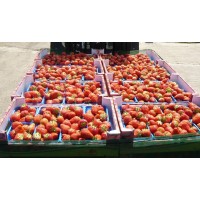 James P Donnelly Fruit Farms logo - Similar company to Daily Fresh Ltd