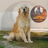 Canil Longa Vida Golden Retriever logo - Similar company to Angocasa