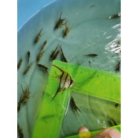 FRESH WATER TROPICAL FISHES LTDA logo - Similar company to Geo Fresh Farms