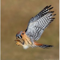 Kestrel Capital, LLC logo - Similar company to Oak Cap Ventures