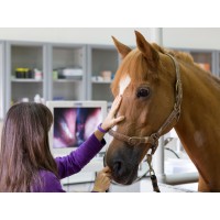 Sharjah Equine Hospital logo - Similar company to Equine Veterinary Medical Center