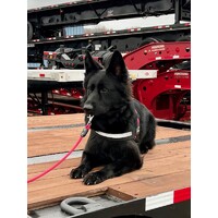 Tri-State Trailer Sales & TSTL logo - Similar company to Axe Trailers