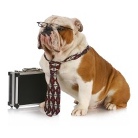 Corporate Canine, LLC logo - Similar company to Corporate Canine Therapy