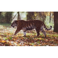 Tadoba Tiger Reserve logo - Similar company to Saccharum Safari Lodge Kanha Tiger Reserve