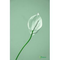 PlantoO logo - Similar company to Dabethon Global