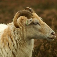 Georgian Livestock Export logo - Similar company to Meating Group