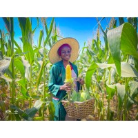 Youth in Sustainable Agriculture (YAS) - IITA logo - Similar company to Youth Engagement In Agriculture Network (Yean)