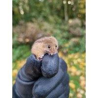 Cambridgeshire Mammal Group logo - Similar company to Greenwillows Associates Ltd