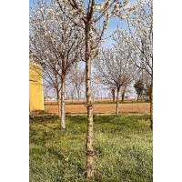 Aziende Agricole Condir S.r.l. logo - Similar company to Agricole Forte