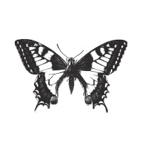 di Paola Latina logo - Similar company to Digital Winds