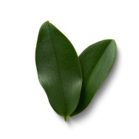 Rhubarb Media logo - Similar company to Avenue A Advertising