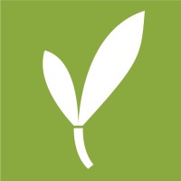 New Bamboo