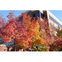 Lunsford Associates, LC