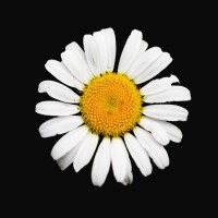 Carolyn Spring – Reversing Adversity logo - Similar company to Dreamblocks