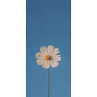 Kucha Advertisement logo - Similar company to Advertisement Gallery