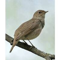 Nightingale Management LLC logo - Similar company to Seay Hr