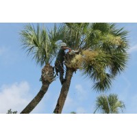 Tree Service Phoenix logo - Similar company to Aka Tree Service