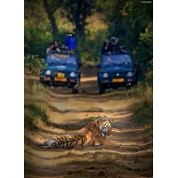 Jim Corbett Jungle Safari JCJS | Jeep Safari logo - Similar company to Latigre Resort, Jim Corbett