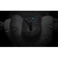 Sneaky Snakes logo - Similar company to Redelsoft