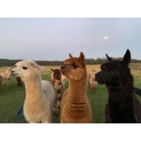 Iris Lodge Alpacas logo - Similar company to Mindful Synergi