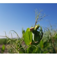 Pea Soybean USASK logo - Similar company to Ecohydroinformatics Research Group(Ehirg)