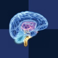 CNS Vital Signs logo - Similar company to Brainware Learning Company