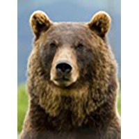 Griz Global Solutions, LLC logo - Similar company to Secfor International