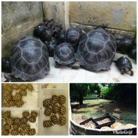 KEBNEL REPTILES FARM logo - Similar company to Reptiles