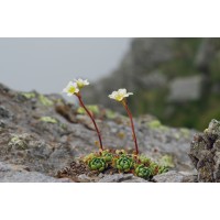 Deborah Byrne Resilient Building Consultant logo - Similar company to Master Vdc