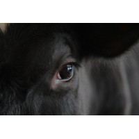 RRL SpA logo - Similar company to Smartfarms