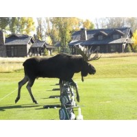 Jackson Hole Golf & Tennis