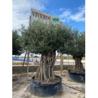 VIVEROS COSTA VERDE SL logo - Similar company to Greenkonnect