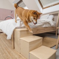 Pet Awesome logo - Similar company to Amare Group, Inc.