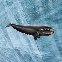 Expedition Glacialis logo - Similar company to Seeonsea