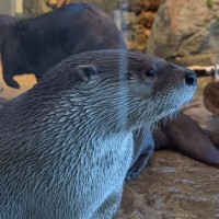 Otterstone Entertainment