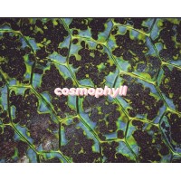 Cosmophyll