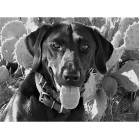 Animal Hospital Of Frisco