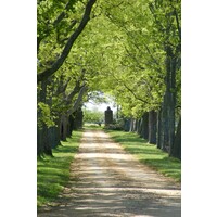 Westover Plantation
