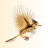 Lucky Lark🪶 logo - Similar company to Queerify