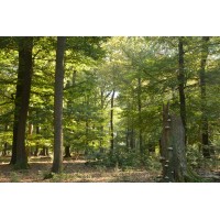 Natuurvolgend Bosbeheer logo - Similar company to Our Foundation