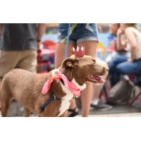 Dog Friendly Consulting logo - Similar company to Boris & Horton