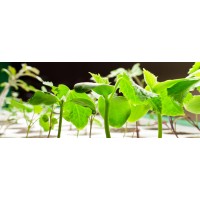 Truly GRN Farms logo - Similar company to X