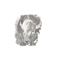 Great White Buffalo Consulants logo - Similar company to Anatomy Warehouse