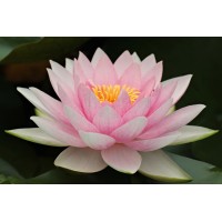 Centrum De Bloeiende Lotus logo - Similar company to Overdevest Adviseurs