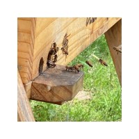 Amplify SEO and Digital in Melbourne logo - Similar company to Ziggy Local Seo